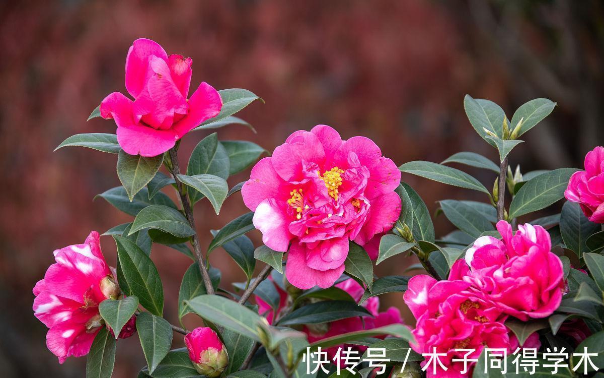 室内养花需注意,因为老话“花旺人不旺”,那可以养的花有哪些?