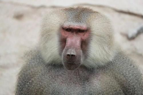 最潮流发型，你pick哪一个？