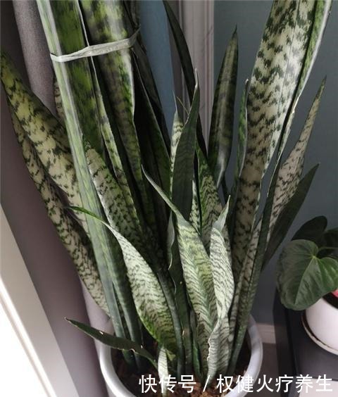 虎皮兰浇2种“水”，蹭蹭长得旺，冒芽一个接一个！