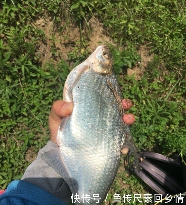鳊鱼|一天能钓“千斤”鱼我做不到，但这样钓鳊鱼一天能钓十来斤