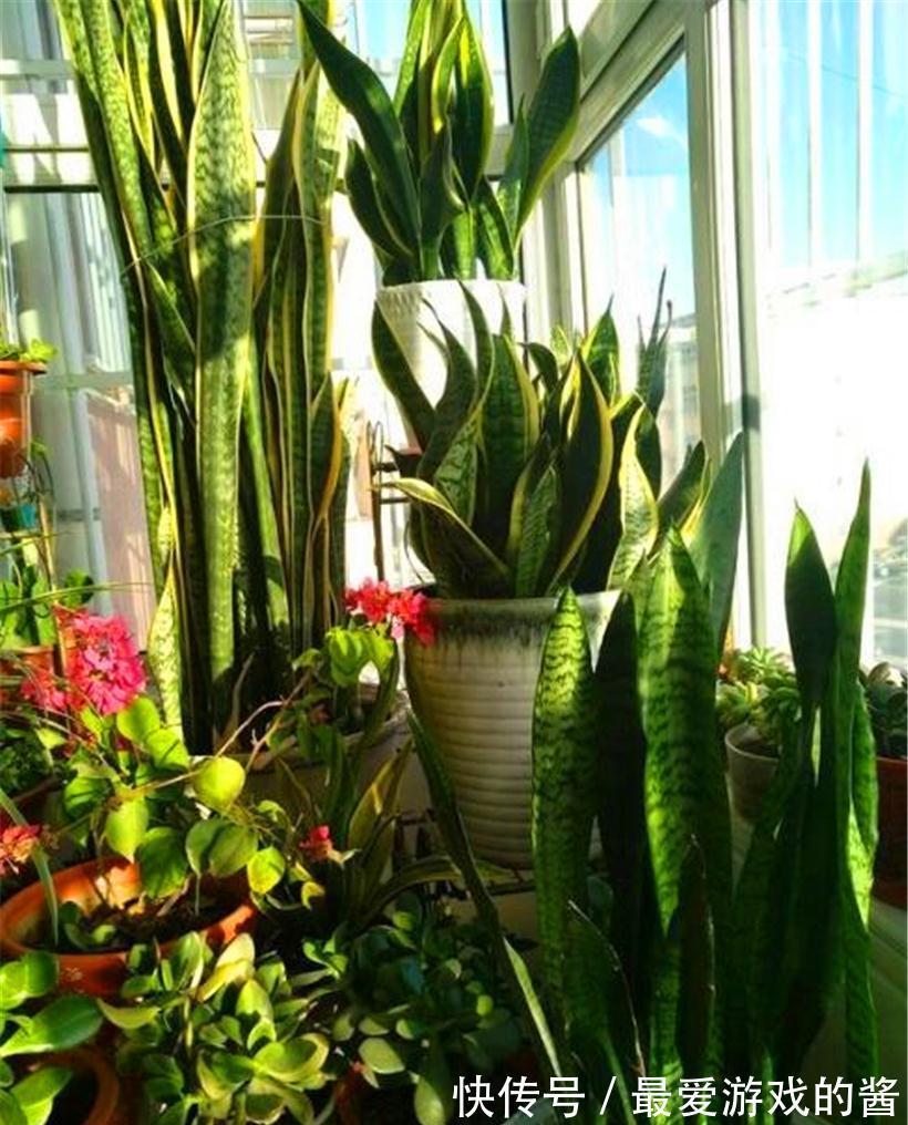 5种漂亮花，冬天爱睡觉，少水缺粮多晒晒才能长得好