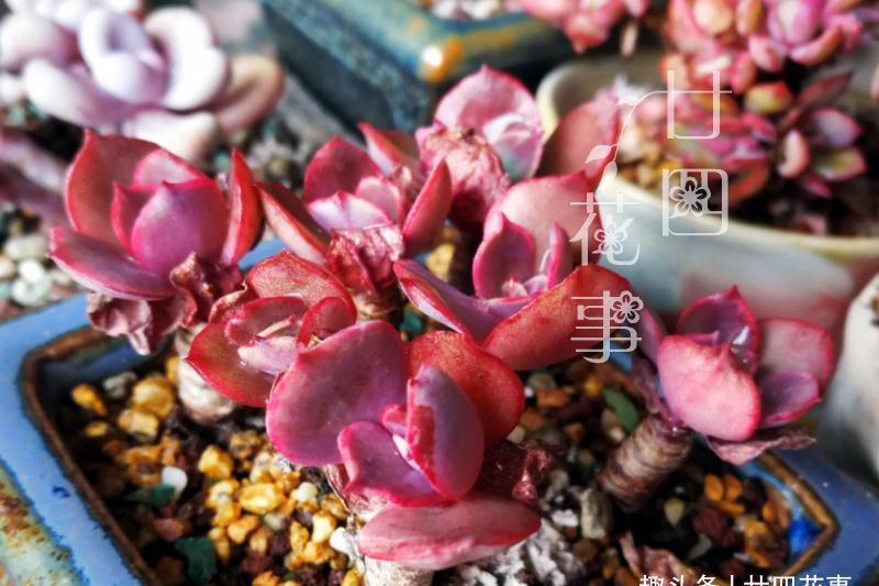 冬天给多肉浇水,一个小方法,肉肉不徒长不烂根,保持好状态