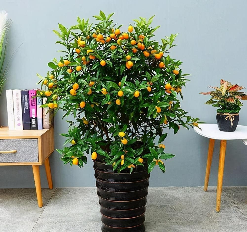 竹报平安|家中养一盆，有“灵气”的植物，油绿旺盛，招财旺家，平安，康健