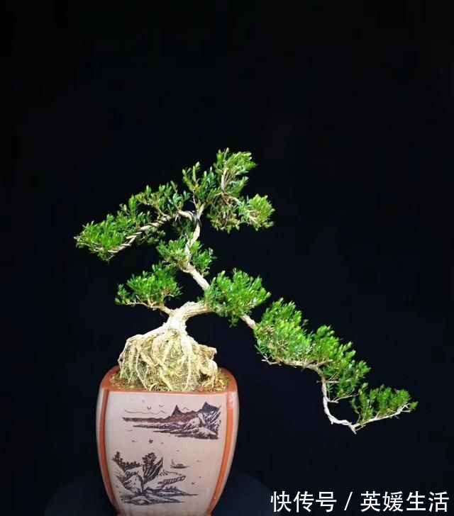 “盆景”如何修剪不同树种,不同时期我们都要做什么