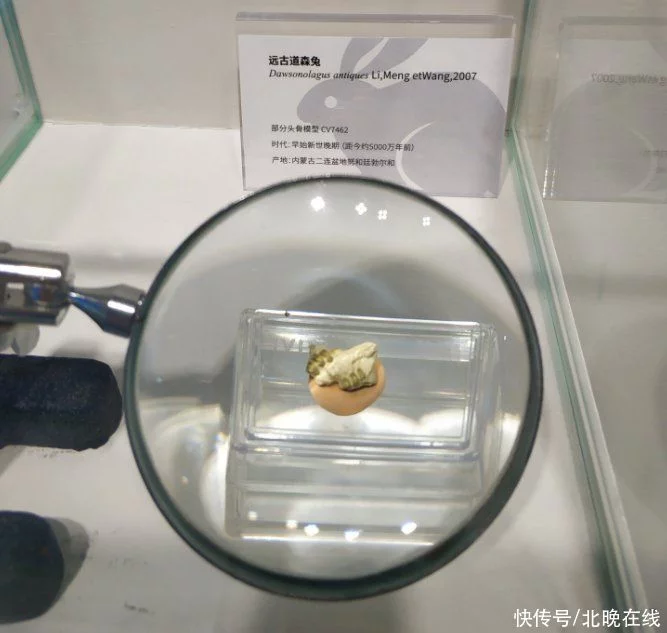 中国古动物馆兔年特展！“世界第一兔”5300万岁插图6