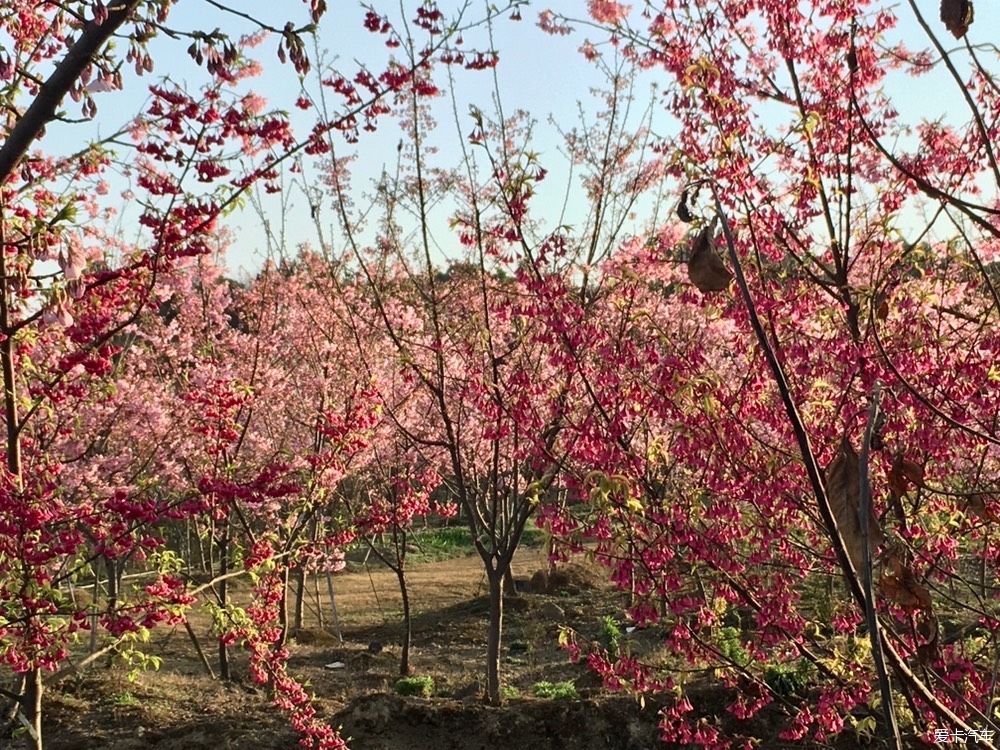 花开|春到明月村