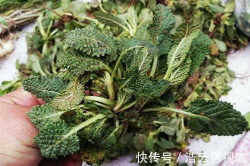 煮水|女性常用此草煮水，腰不痛腿不麻，调理气息，子宫越来越干净