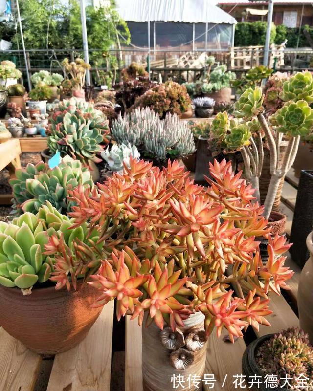 降温养多肉?一点不用怕,越冷越美出状态,长得还快