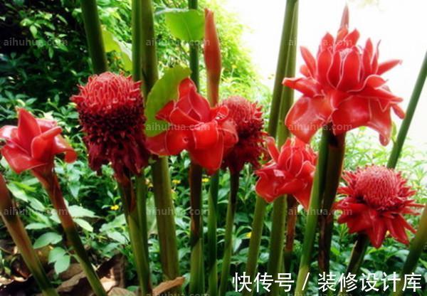 麒麟吐珠|养花试试这几款,花型多姿,叶色柔媚,轻易开成花海