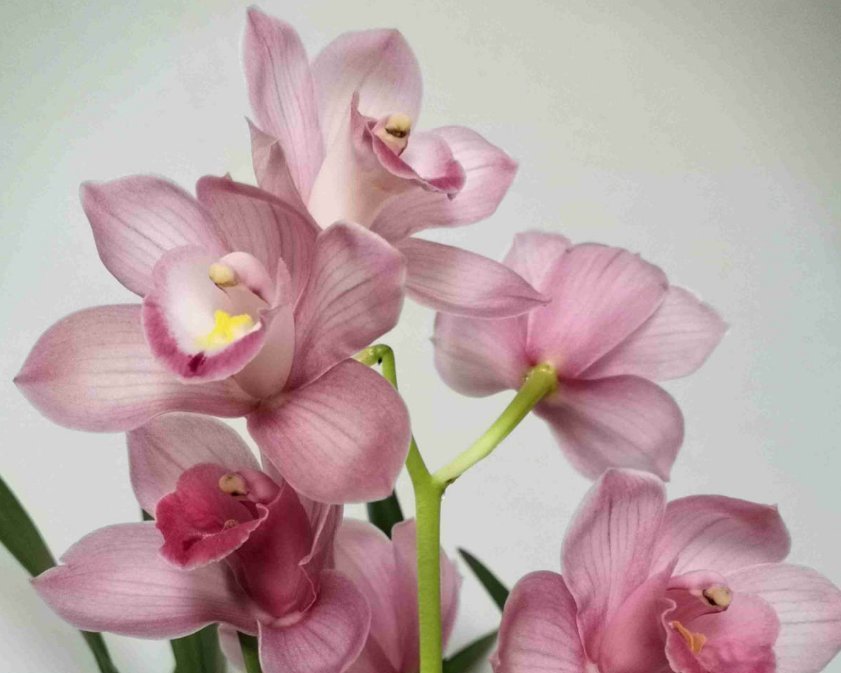 养兰花不如养这种花,花大如拳头,碾压其它年宵花