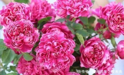 新手养花,不如养盆花中精品“紫雾凝霜”,高贵艳丽,美丽怡人