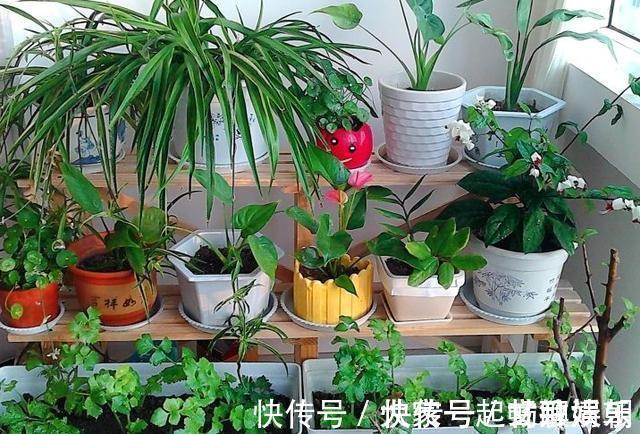 3个养花“小技巧”，越早知道越好！养花百分百成活，1分钟学会
