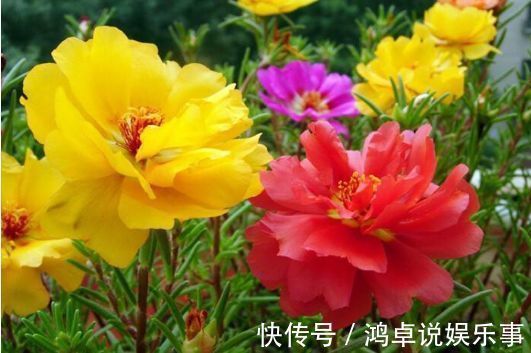 此款花卉,好养易爆盆,晒晒太阳就开花,绚丽夺目