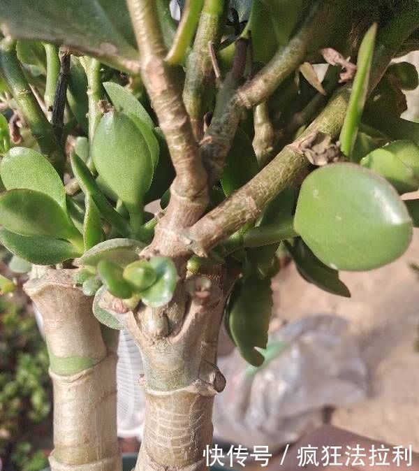 3种“懒人花卉”,不用勤浇水施肥,也能快速生长花很漂亮