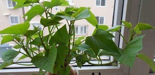 它被称为蔬菜皇后，又被称为长寿菜！阳台种菜就选它，不要错过！