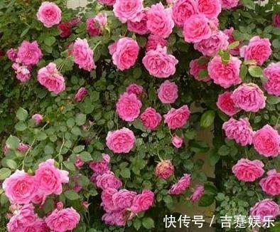 阳台养3盆“墙壁花”,一开花就爬满墙,半月不到变成“花阳台”