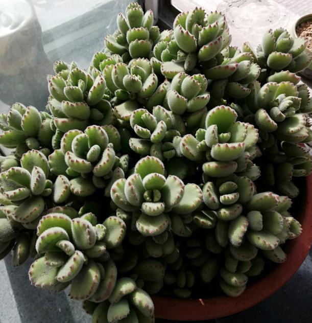 养殖多肉熊童子，盆栽谨记''3重点''，枝繁叶茂、爪子上色快