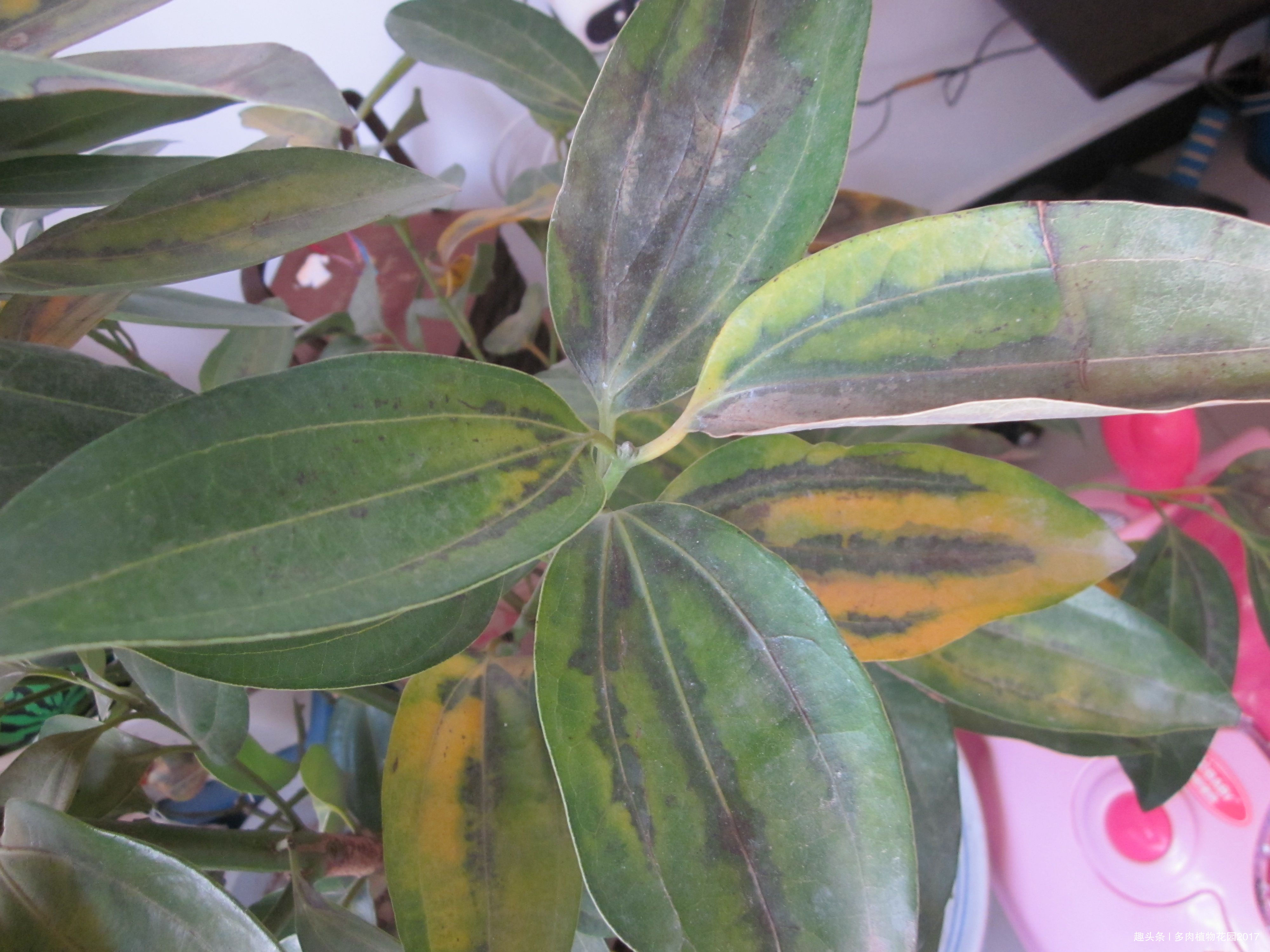 平安树这样养，叶绿枝壮，从此不再黄叶落叶