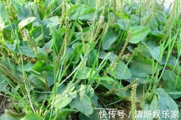 炎症|经常吃车前草好处多,4大好处不请自来,难怪连中医都夸好