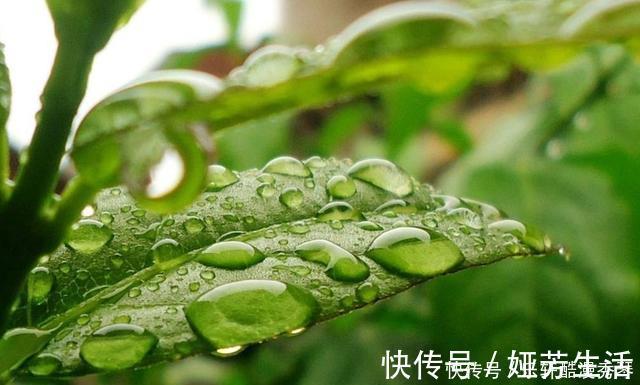 网上买花有准则,这4种花千万不能入手,买回家根本养不活