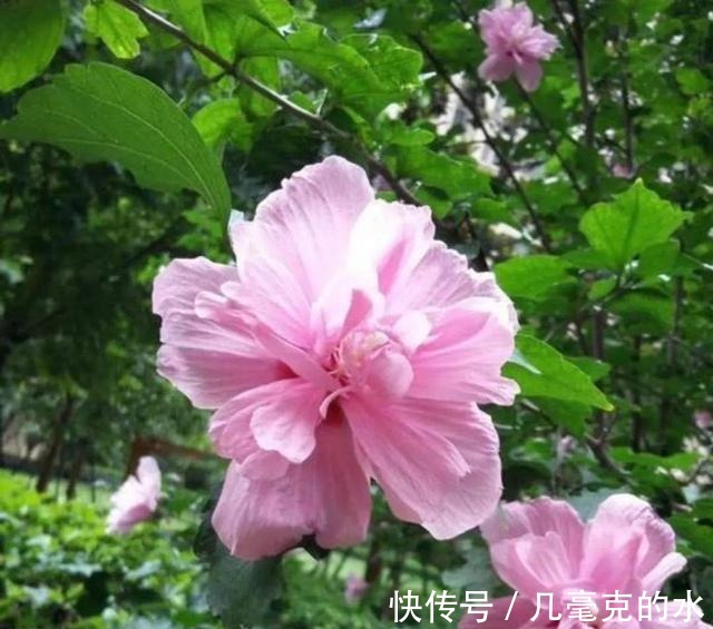 人养花,花亦养人!8种能“吃”的花,漂亮又美味,建议养一盆!