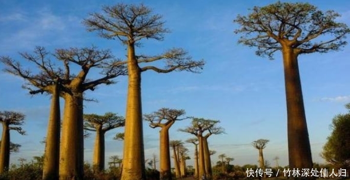非洲的万能树,不仅能当水缸用,还能够当房子住!