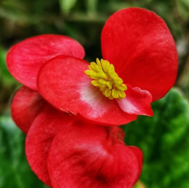 建议大家:逛花市碰到5种花,别犹豫,虽然便宜但巨好养