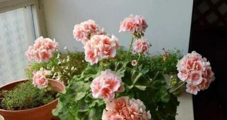 夏季如何养|这五种“花卉”都是懒人花,每月浇水一次,不会烂根,远离黄叶