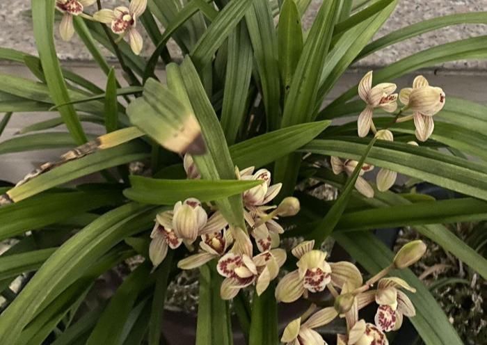 肥好|服盆期间的兰花盆栽,可以喷叶面肥来预防退草吗?使用什么肥好?