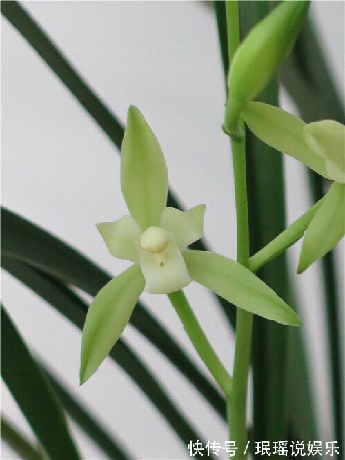 春兰惠兰建兰傻傻分不清楚看一点就明白,注意遮阴浇水,花特多