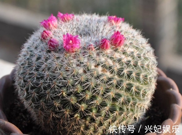 多肉玉翁如何养教你3个养护妙招，花开不断，花朵清新可爱！