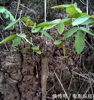 农村|农村有一种野菜，根卖80元一斤，种子卖到600元一斤