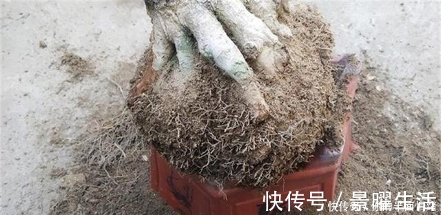 植物|制作高价值的盆景,炼根是关键,看看怎么炼