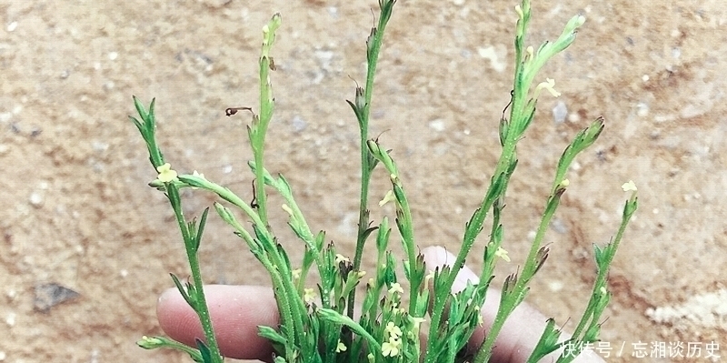 独脚|麦田一野草晒干2千元一斤,人称“草中黄金”,真有这么好