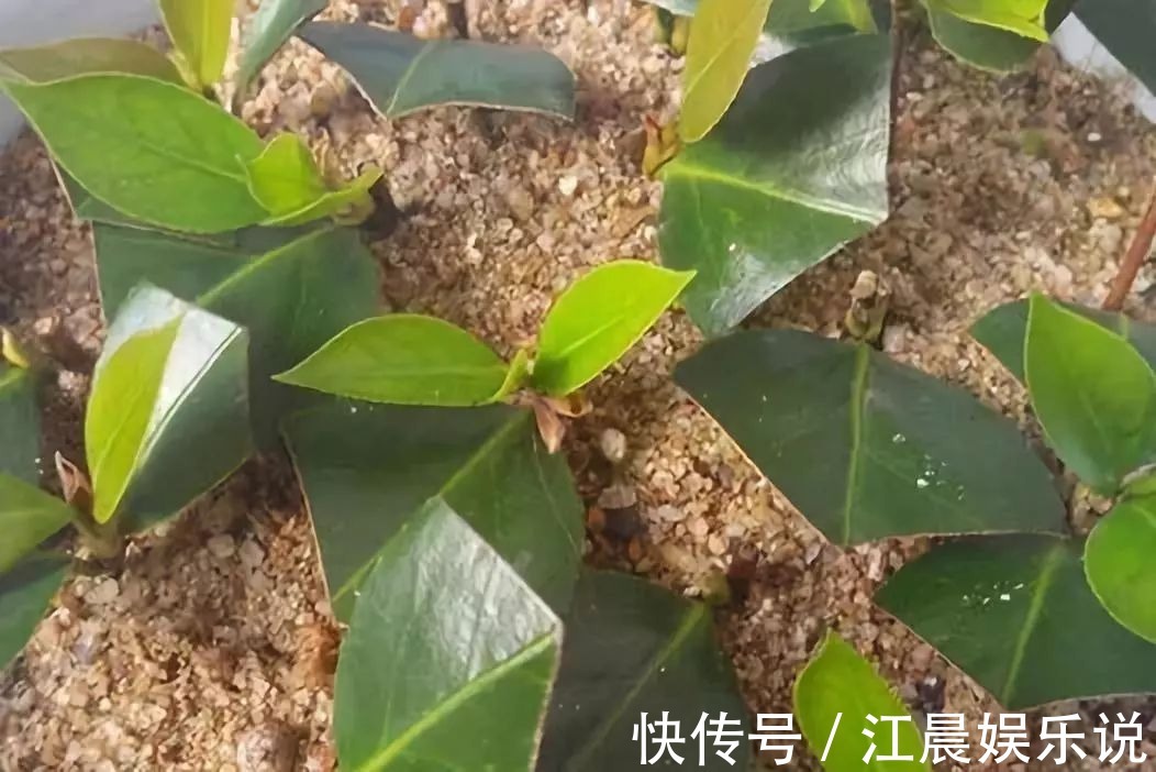 阳台|这几种花最适合现在扦插，一年最佳时机，几步就得到一阳台花海！