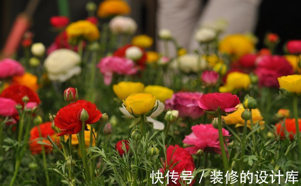 花朵|养花试试这几款，花朵鲜艳夺目，让你家里仙气十足