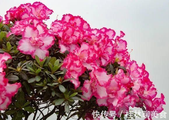 4种花身材不大,花量却怪“吓人”,深秋花开一大片,美翻了