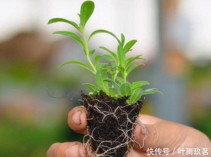 保湿|很好养的6种花草，扦插生根快，花儿开成团，漂亮易养活