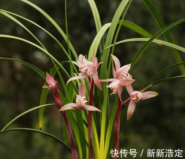 一番话|养兰花究竟有多难？听了王姐一番话才知道，原来的养护方法都错了