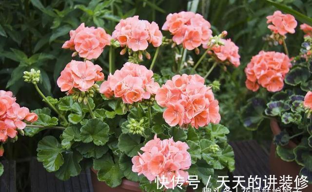 阳台再小，只要把它们养好，晒晒就能开花，打造成漂亮的小花园