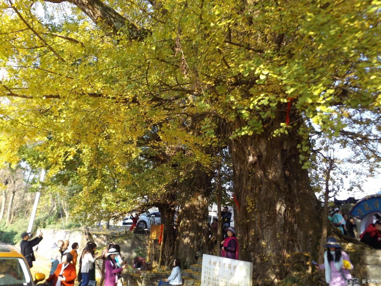  秋日|罗大寨村百年银杏，秋日美得真真切切！