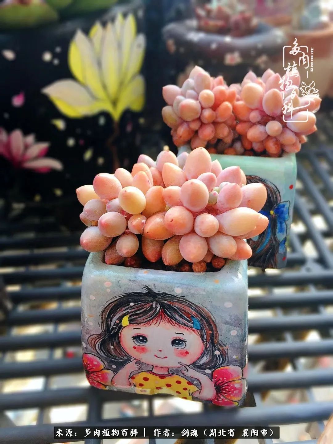 花盆|当美丽的多肉邂逅漂亮的手绘花盆,会是怎样的一种美