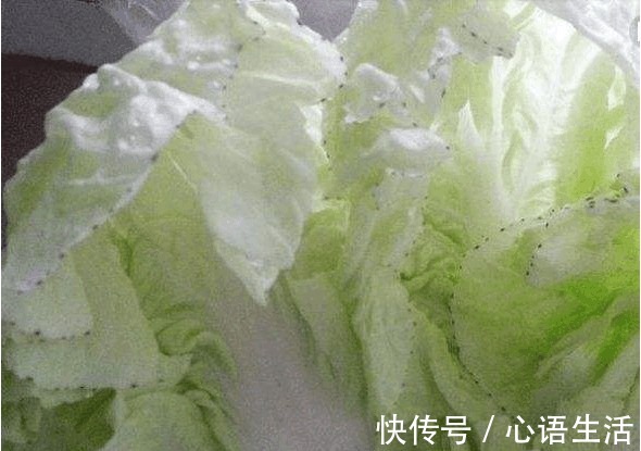 吃了那么多年大白菜,你知道大白菜上的黑点,到底是什么吗