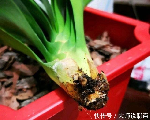 腐叶土|4种土，宁可扔了也别养花，不然累死也养不好！