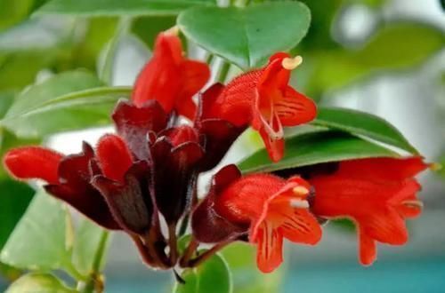 像唇膏一般的口红吊兰盆栽，养在灯光下也能正常开花