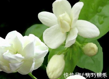 这三种花最喜欢夏天，越热越容易轻松爆满盆，好看又好养