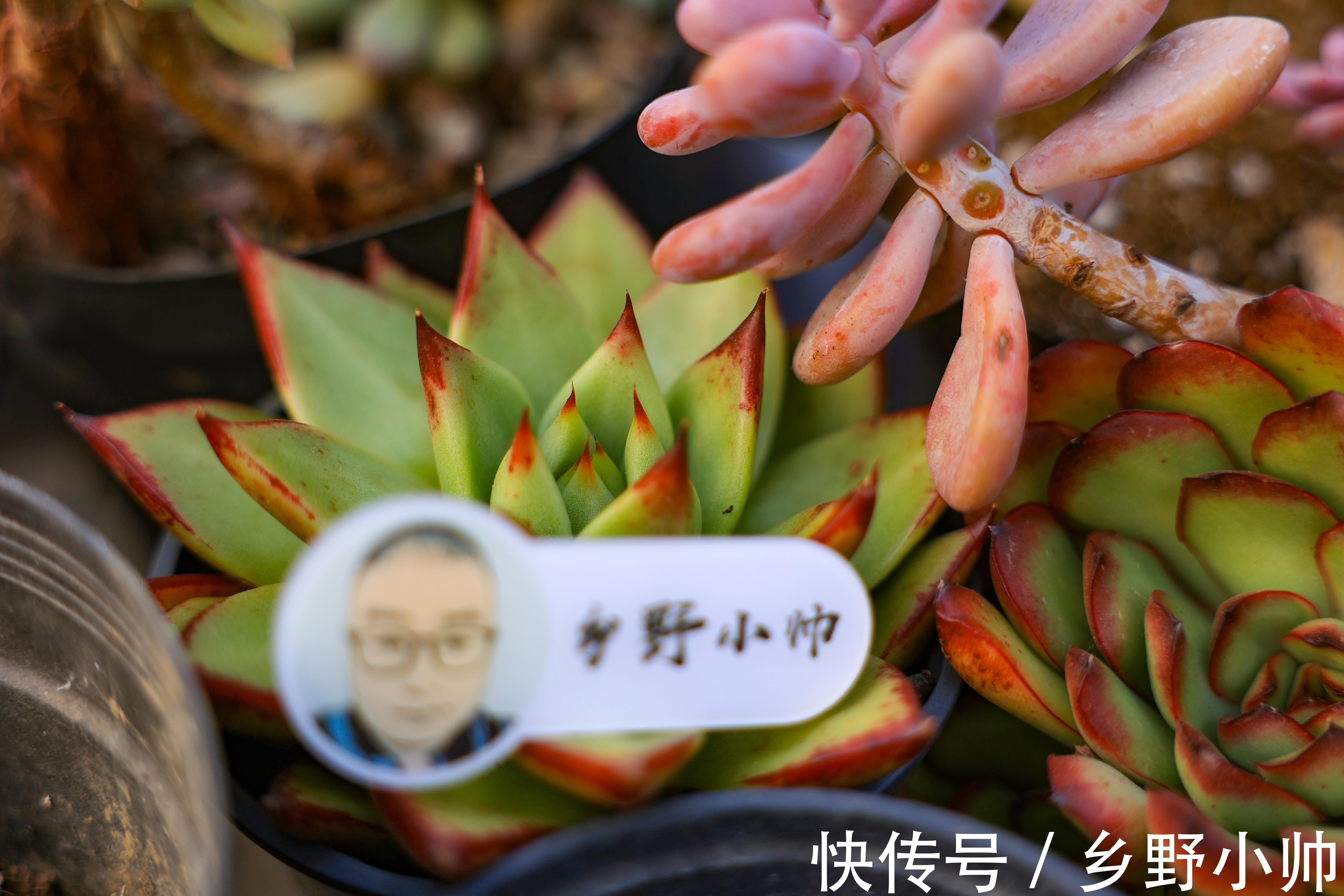 搬进室内养肉没状态?做好三件事,室内过冬依然保持美丽