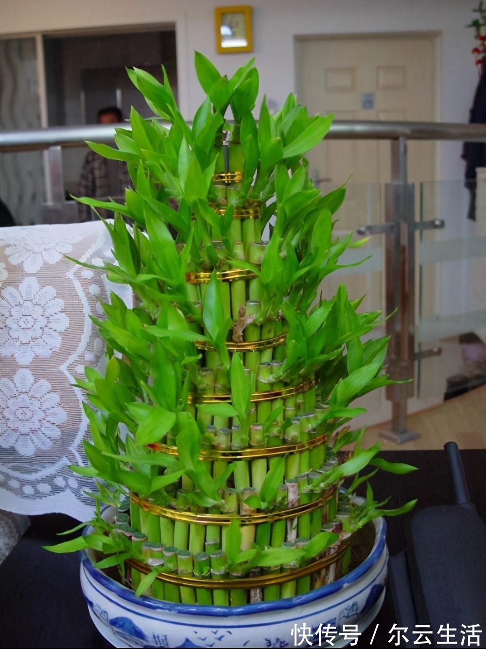 楼房|封闭的楼房养花，首选这6种，都是净化小能手，养在家里利于健康