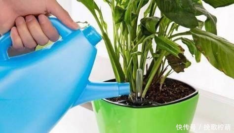 花盆|养花浇水要懂“见干见湿”,如何理解怎么把握你知道吗!