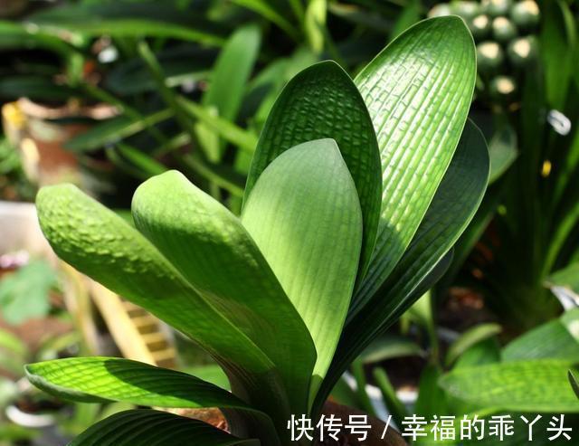 君子兰10月要''巧养''，新叶厚又亮，早早抽花箭